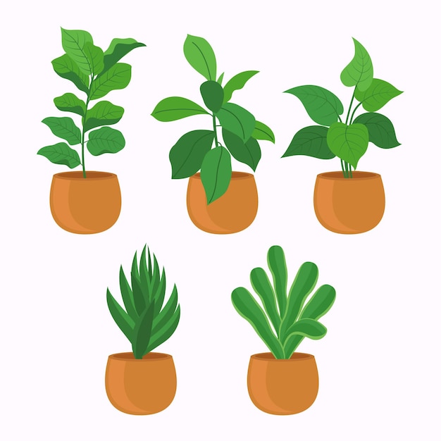 Flat houseplant collection