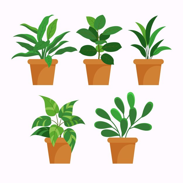 Flat houseplant collection