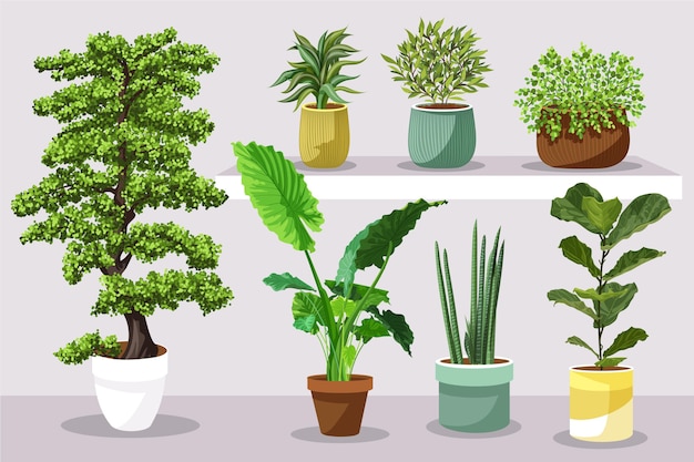 Flat houseplant in pots set