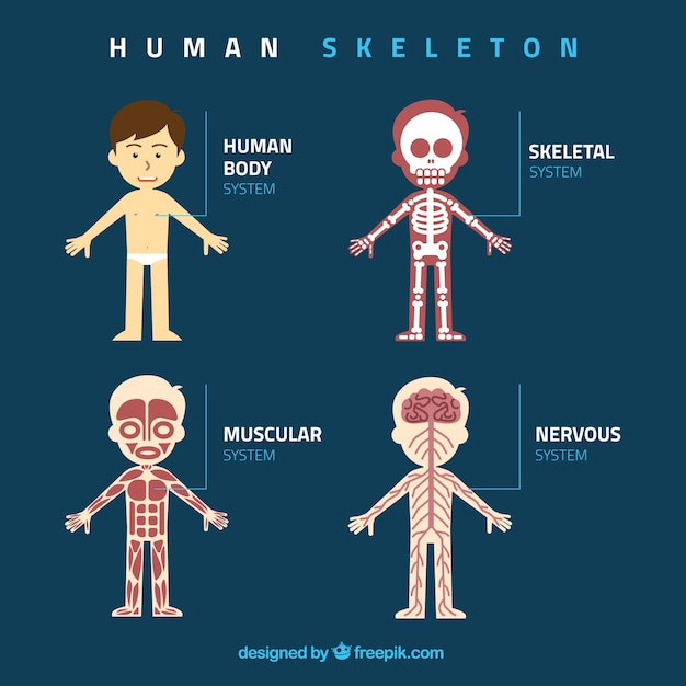 Free vector flat human x ray illustration