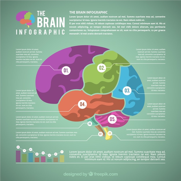 무료 벡터 화려한 뇌의 플랫 infographic