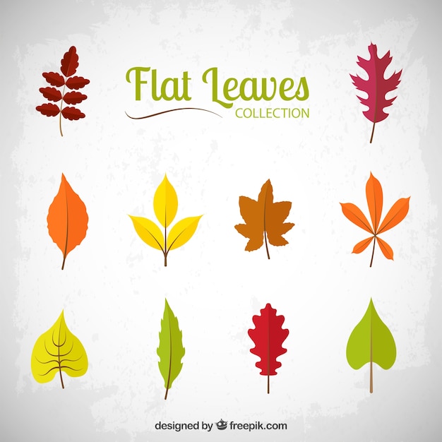 Flat leaves collection