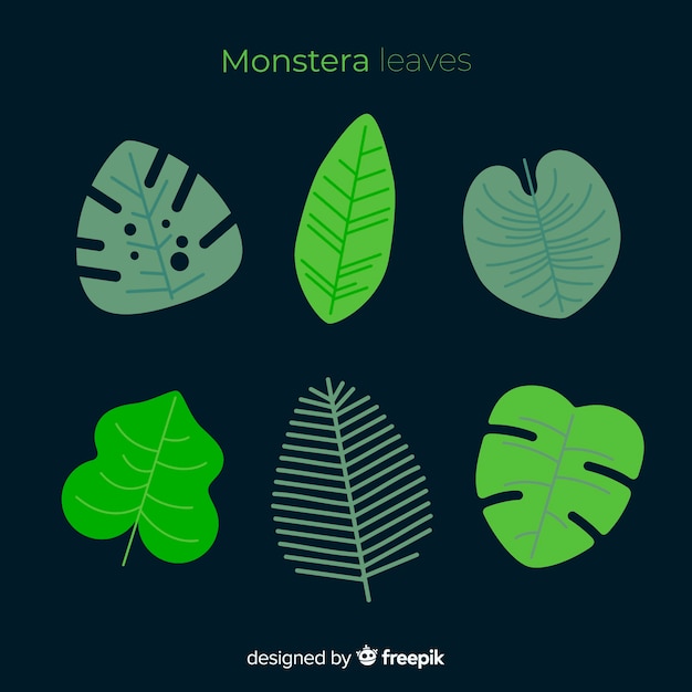 Flat monstera leaves