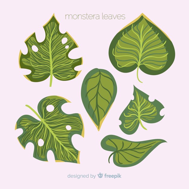 Flat monstera leaves