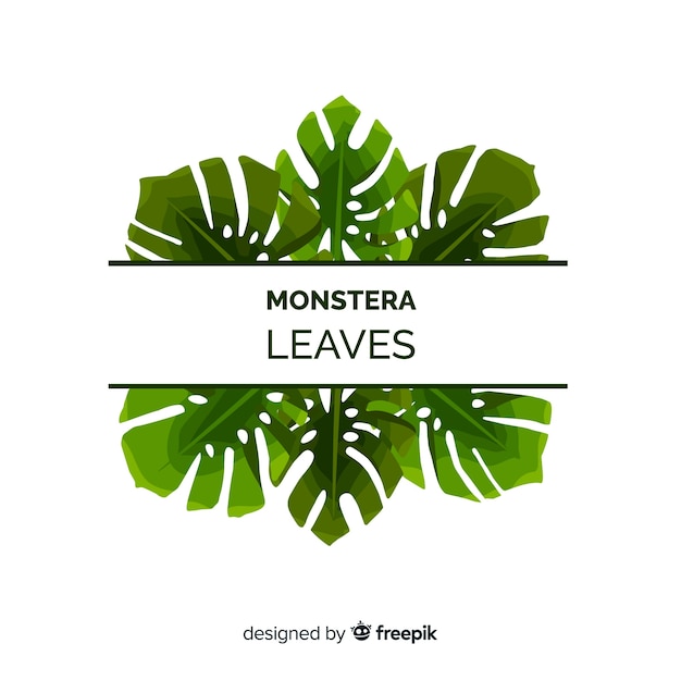Flat monstera leaves