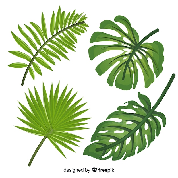 Flat monstera leaves