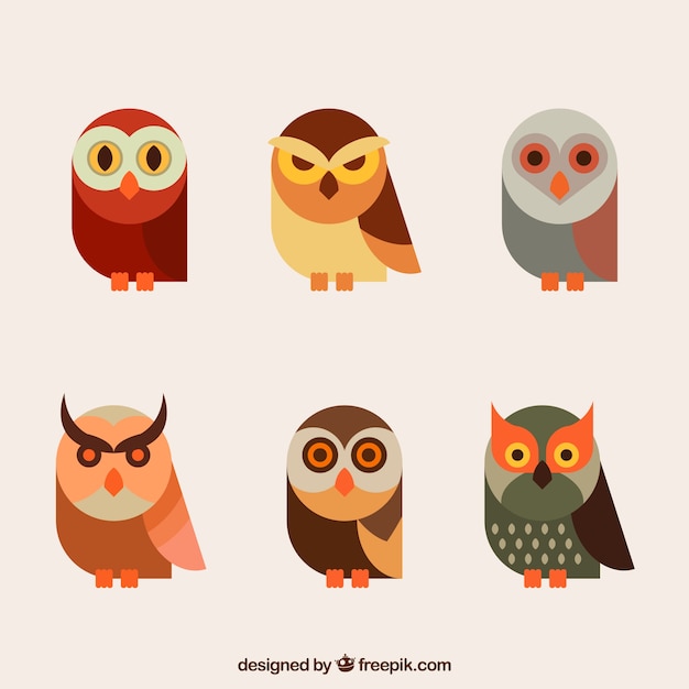 Flat owl collection