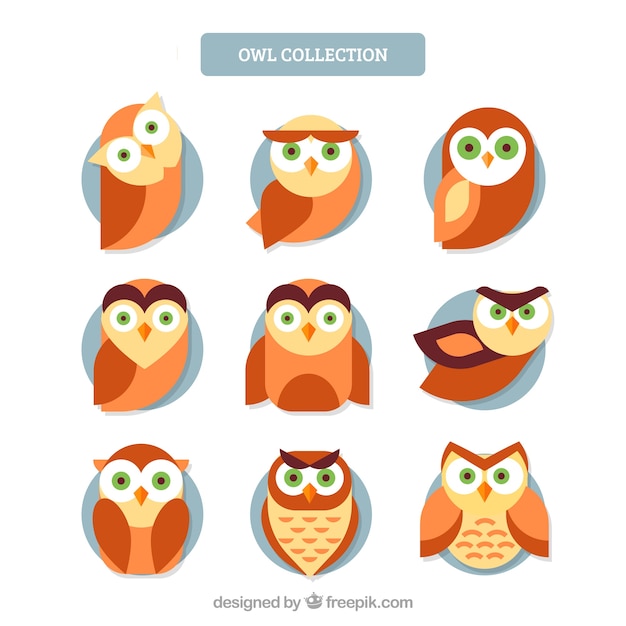 Flat owl pack of nine