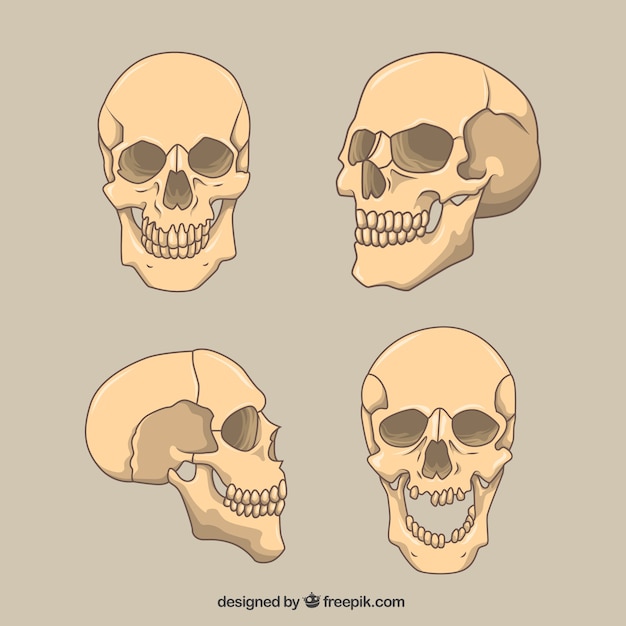 Flat pack of four skulls