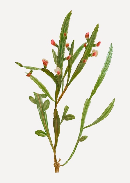 Free vector flat-pea plant