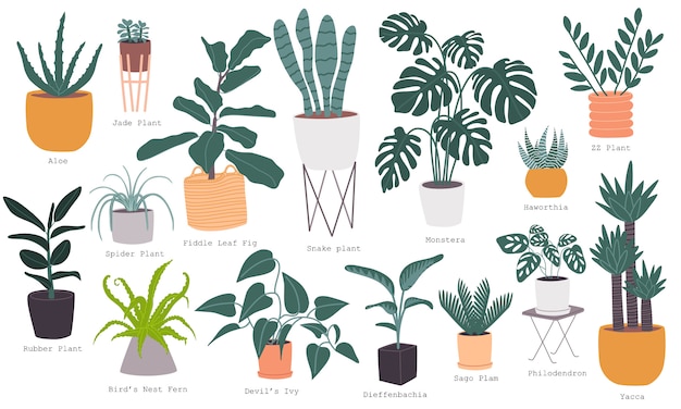 Flat style vector illustration set of most popular indoor house plant collection with name.