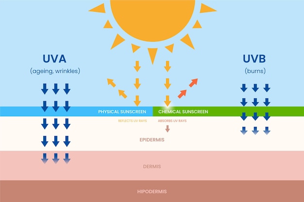 무료 벡터 편평한 태양 보호 infographic