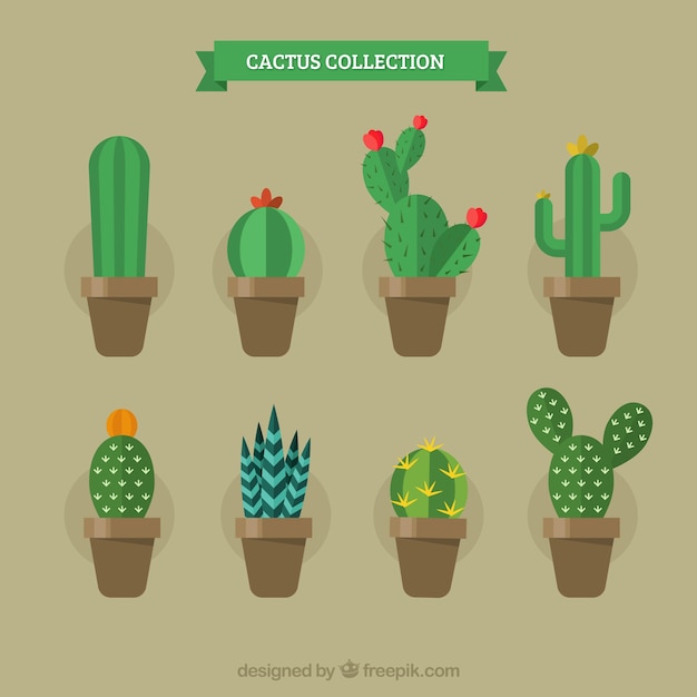 Vettore gratuito varietà piatta di cactus esotici