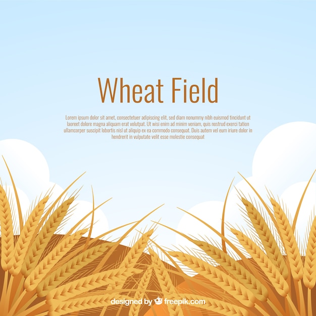 Flat wheat background