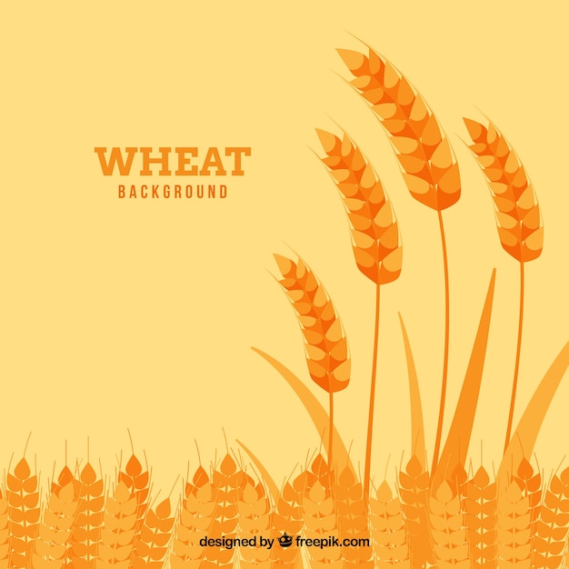 Flat wheat background