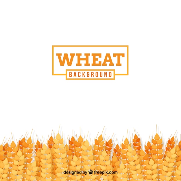 Flat wheat background