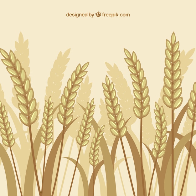 flat wheat background