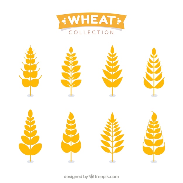 Free vector flat wheat collection