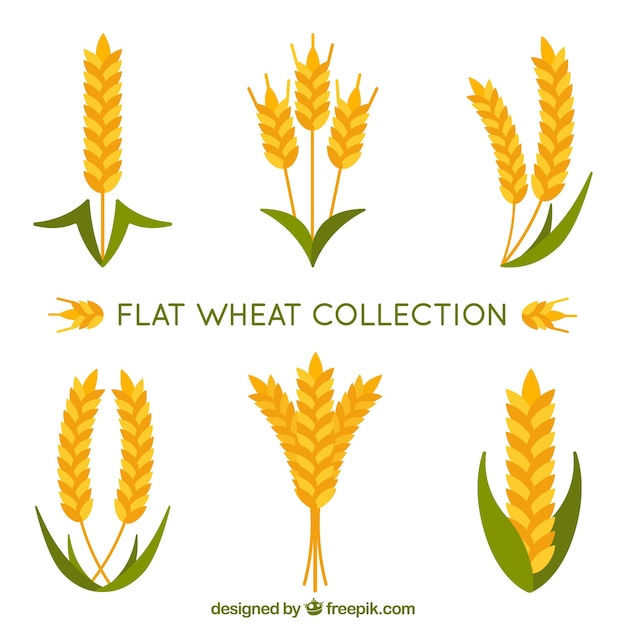 Flat wheat collection