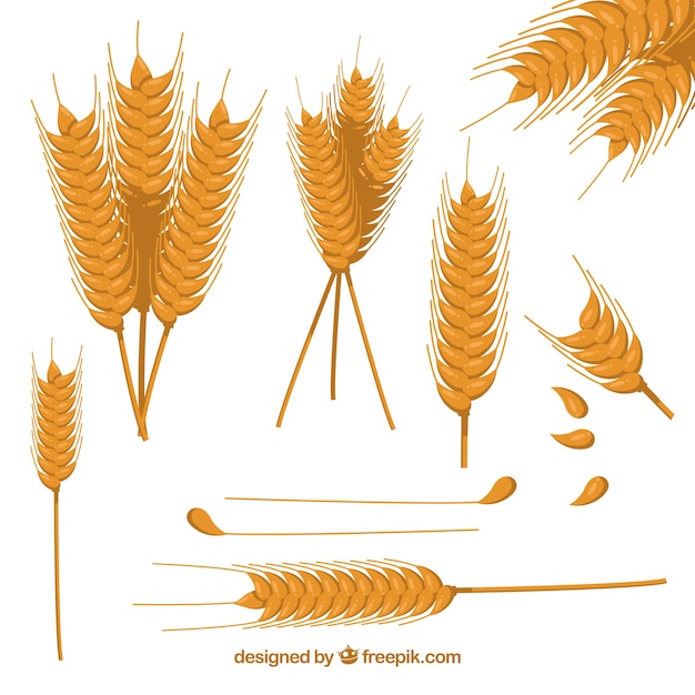 Free vector flat wheat collection