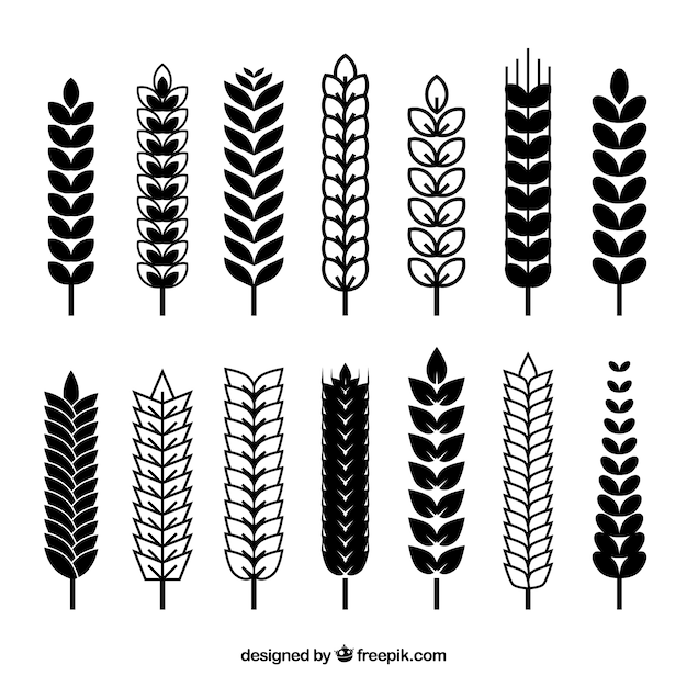 Сбор плоской пшеницы