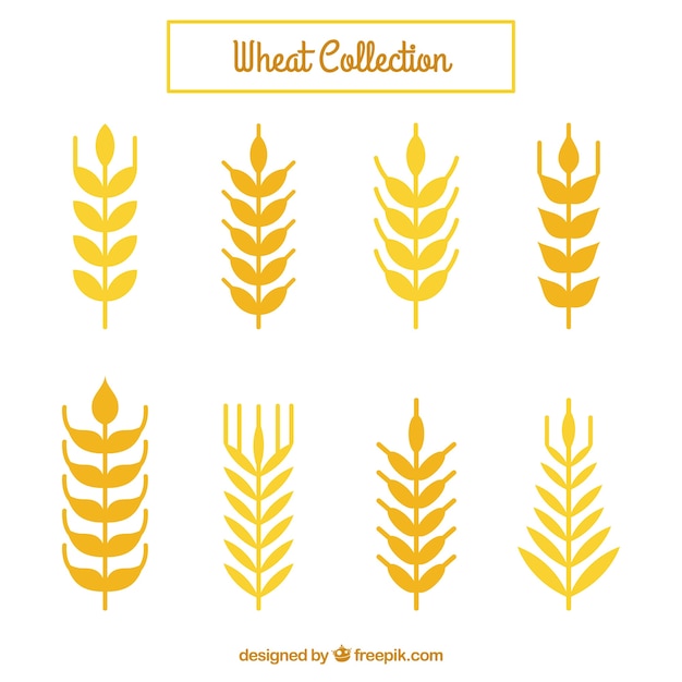 Free vector flat wheat collection