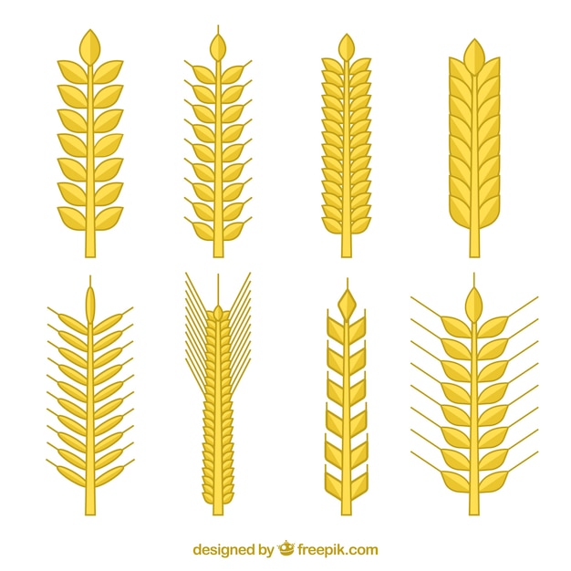 Free vector flat wheat collection