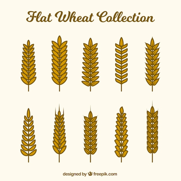 Free vector flat wheat collection