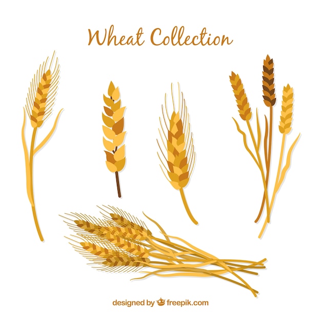 Free vector flat wheat collection