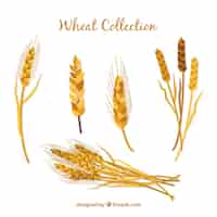 Free vector flat wheat collection