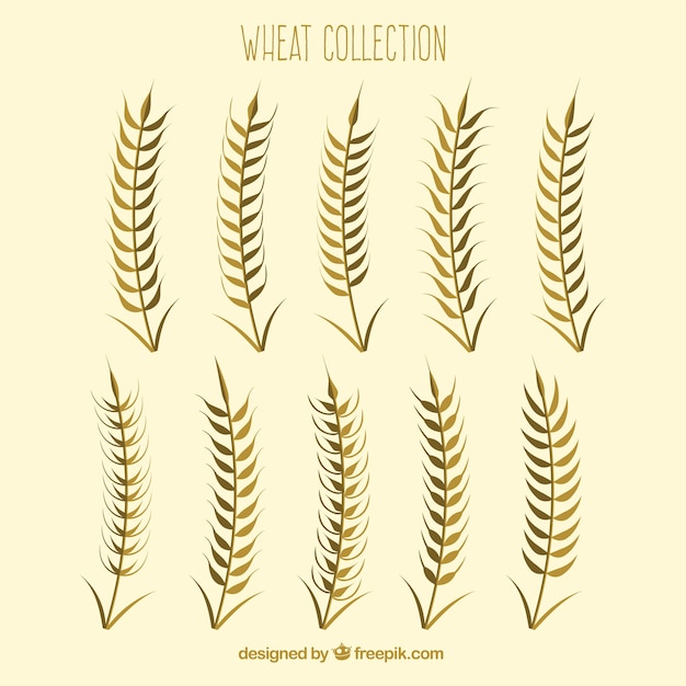 無料ベクター 平らな小麦のコレクション