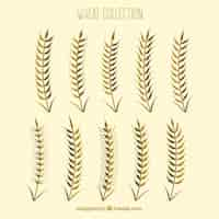 Free vector flat wheat collection