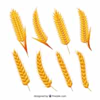 Free vector flat wheat collection