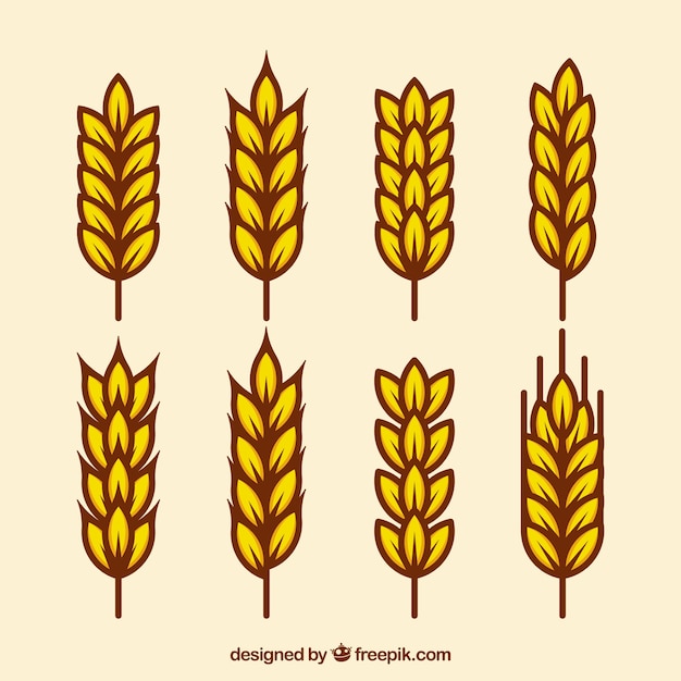 Free vector flat wheat collection