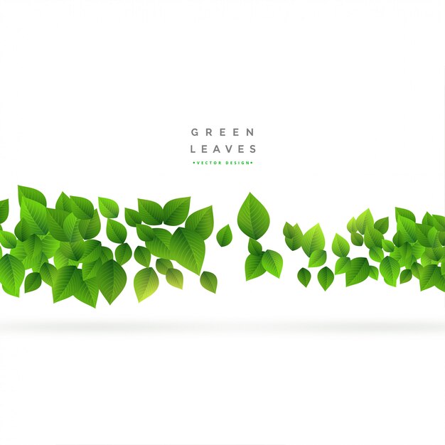 floating green leaves on white