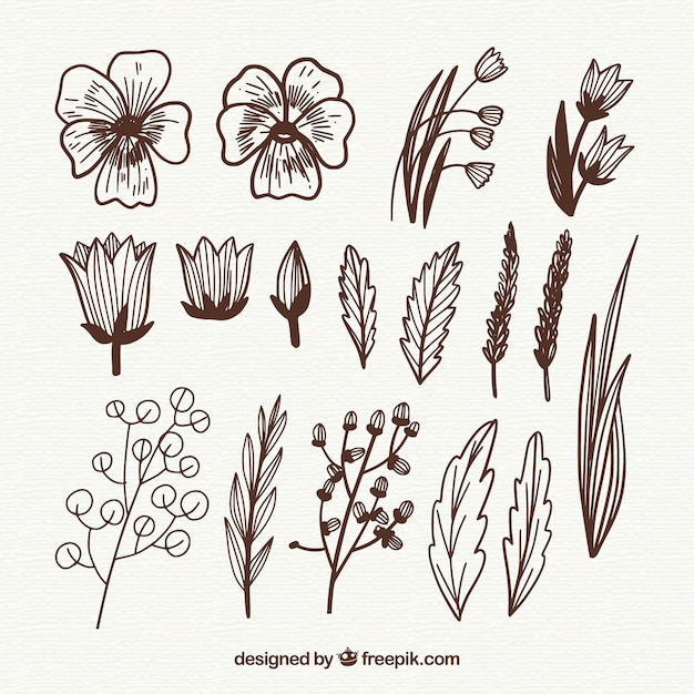 Free vector floral elements collection with different species