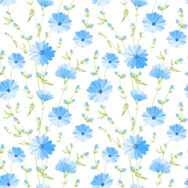 Floral seamless pattern. Blooming chicory on white background.