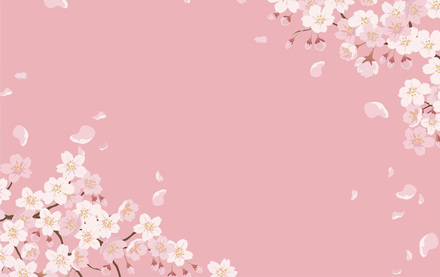 Floral with cherry blossoms in full bloom on a pink.