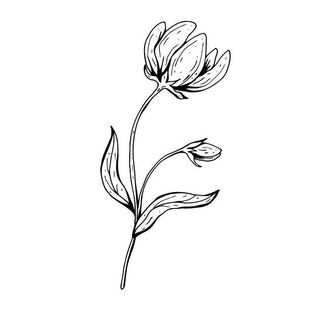 花の落書き 手描きのベクトルイラスト モノクロの黒と白のインクスケッチ 線画 白い背景で隔離 ぬりえ プレミアムベクター