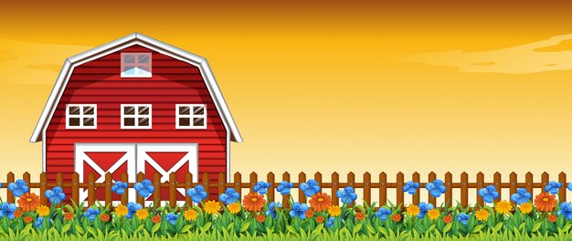 Flower farm in sunset sky scene with barn background