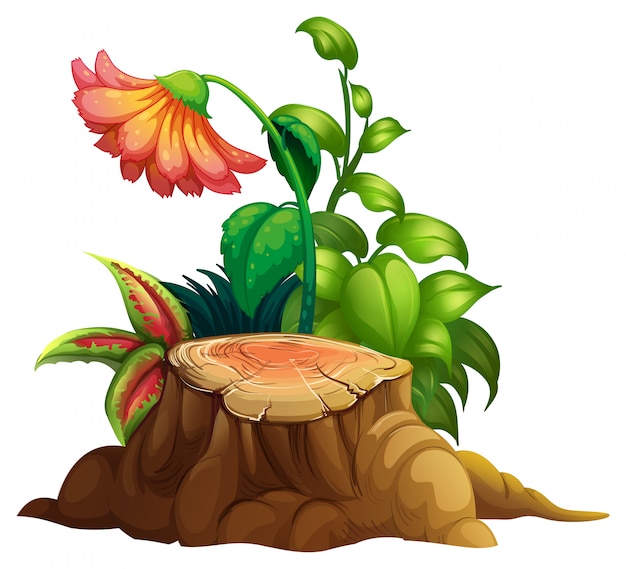 Free vector flower and stump wood on white