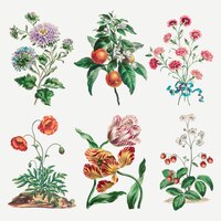 Набор цветочных векторных винтажных художественных принтов, переработанный из произведений джона эдвардса