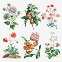 Free vector flower vector vintage art print set, remixed from artworks by john edwards