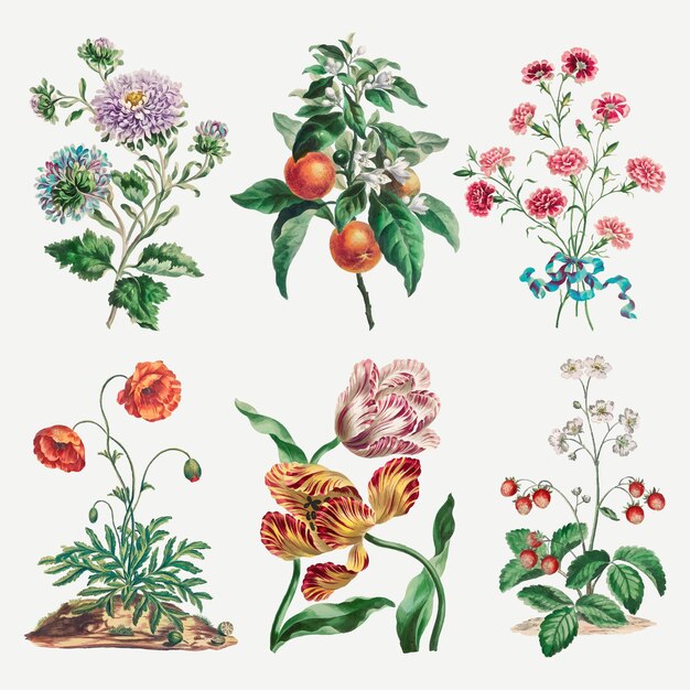 Flower vector vintage art print set, remixed from artworks by John Edwards