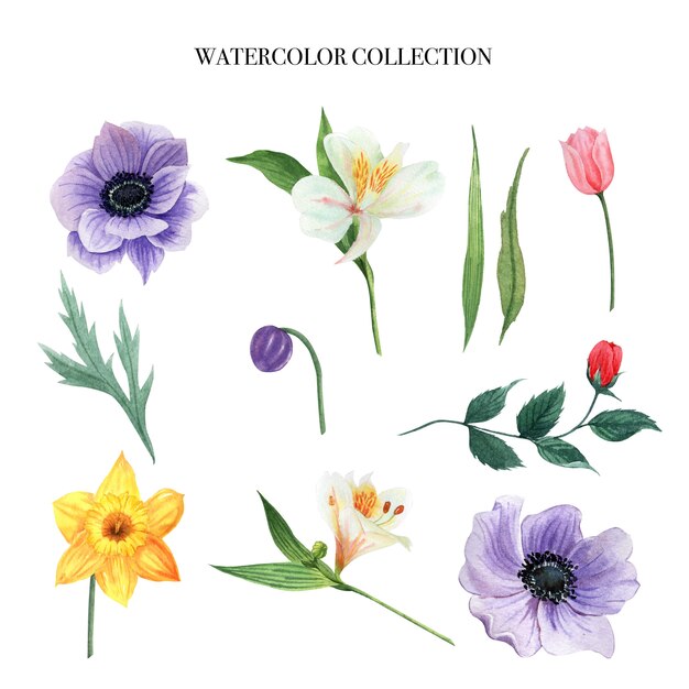 Flower watercolor set design element