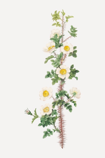 Бесплатное векторное изображение Цветок