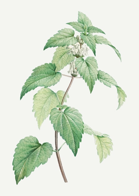 Free vector flowering white dead-nettle plant