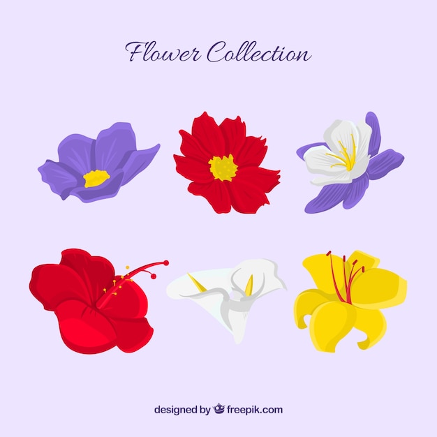 Flowers collection in hand drawn style