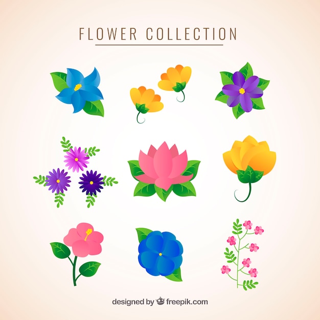 Vettore gratuito collezione di fiori con diverse specie