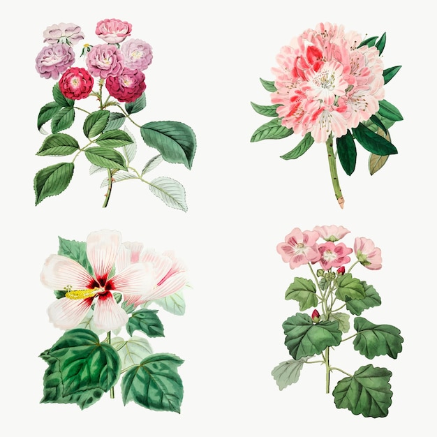 Flowers hand drvector vintage botanical set